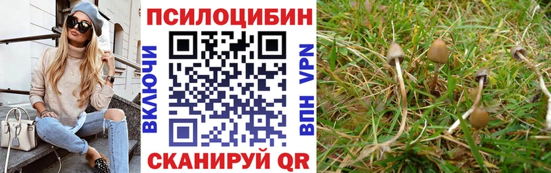 Псилоцибиновые грибы Cubensis  Лабинск 
